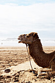Kamel zum reiten für Touristen am Strand, Essaouira, Marokko