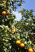 Orange tree with ripe oranges, Ourika valley, High Atlas, Morocco