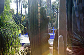 YSL's garden, Majorelle Garden, Marrakech, Morocco