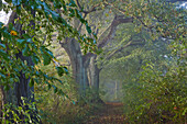 Path through woods in mist, Steffenshagen, Mecklenburg Western Pommerania, Germany