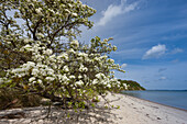 Wildobstblüte am Rügischen Bodden, Insel Vilm, Biosphärenreservat Südost-Rügen, Ostseeküste, Mecklenburg-Vorpommern, Deutschland