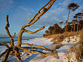 Weststrand in Winter, Fischland, Darss, Zingst, Baltic Sea, Mecklenburg Western Pomerania, Germany