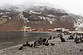 Seelöwen am Strand und zerfallene Gebäude im Hintergund, Stromness, Südgeorgien, Antarktis