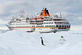 Pinguine auf Eisscholle vor Expeditions-Kreuzfahrtschiff MS Hanseatic (Hapag-Lloyd Kreuzfahrten), Weddell-Meer, Südshetland-Inseln, Antarktis