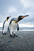 King Penguins (Aptenodytes patagonicus) on a beach, Salisbury Plain, South Georgia Island, Antarctica