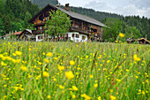 View over a flower meadow to an alpine farmhouse, Penningberg, Hopfgarten im Brixental, Kitzbuehel Alps, Tyrol, Austria