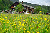 Blick über eine Blumenwiese auf ein Bauernhaus, Penningberg, Hopfgarten im Brixental, Kitzbüheler Alpen, Tirol, Österreich