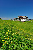 View over flower meadow to alpine hut, Klausenalm, Chiemgau Alps, Upper Bavaria, Germany