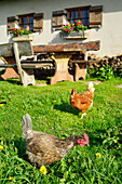 Chickens in front of alpine hut, hut Rosssteinalm, Bavarian Alps, Upper Bavaria, Bavaria, Germany