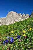 Flower meadow with gentian and auricula, Steinkarspitze in background, Lechtal Alps, Tyrol, Austria
