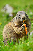 Marmot feeding a carrot, Hallstatt-Dachstein Cultural Landscape, Styria, Austria