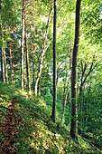 Wood in evening light, Berg, Upper Bavaria, Germany