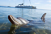 Ein Delfin schaut über die Wasseroberfläche am Strand von Monkey Mia mit Segelbooten im Hintergrund, Monkey Mia, Western Australia, Australien