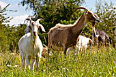 Two goats in a meadow in Lengeltal valley in Nationalpark Kellerwald-Edersee, Frankenau, Hesse, Germany, Europe