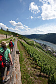 Hiking trail between vineyards, Assmannshausen, Hesse, Germany
