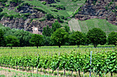 Vineyard near Urzig on the river Mosel, Hunsruck, Rhineland-Palatinate, Germany