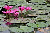 Flowers in the Ayutthaya historical park, in the waters surrounding the temples and statues of Buddha.