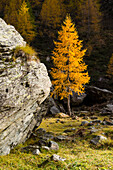 A big erratic stone and larches with autumnal colours just near the woods, Champorcher valley, Aosta Valley