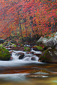 A little river with autumnal woods, Marittime alps