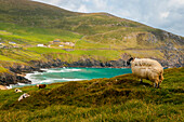 A ship with the mantle hit by the wind on the coastal hills of Dingle peninsula, Ireland