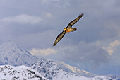 Bearded Vulture in fly over the Bormio mountains, Italy