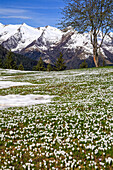 Flowers in a meadow in springtime, with peaks in the background, Orobie alps, Lombardy