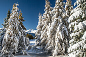 Snow covered trees in the Pian di Gembro Natural Reserve, Trivigno, Alps, Valtellina, Sondrio, Lombardy, Italy.