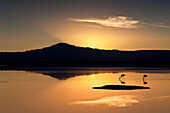 Flamingos in the lagoon Chaxa Salar De Atacama at sunset, Chile