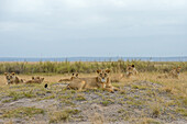 A group of lions photographed in lard Amboseli, Kenya