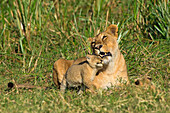 Lioness with Cub