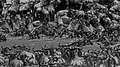 The crossing of the Mara a herd of wildebeest
