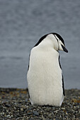 A Chinstrap Penguin stands on the beach on the west coast of Antarctica's peninsula known as Graham Land.