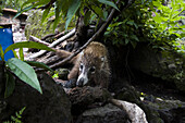 A curious white-nosed coati Nasua narica, or coatimundi, prowls for food at the Aztec archeological site of El Tepozteco, above the town of Tepoztlan, Morelos, Mexico on June 13, 2008.