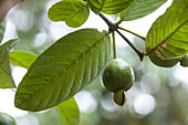 Common guava, psidium guajava sp., fruit.
