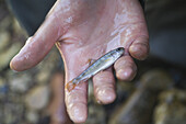 A researcher holds out a juvenile Cutthroat trout Oncorhynchus clarki, caught during a Brook and Cutthroat trout electrofishing survey of Mahogany Creek in Caribou-Targhee National Forest, Idaho conducted by Idaho State University. Invasive Brook trout ar