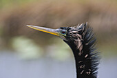 An Anhinga Anhinga anhinga, along the Anhinga Trail in Everglades National Park, Florida. The bird is also called a darter or snakebird.