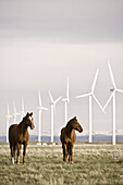 Horses grazing below wind turbines at a wind farm in Southern Wyoming.