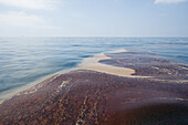 off Gulf Coast, LA - May 5, 2010 Emulsified oil, known as mousse, from the Deepwater Horizon wellhead on the surface of the Gulf of Mexico. The oil has turned red in color due to oxidation.