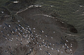 Chandeleur Islands - May 7, 2010, Seagulls on the coast of the northernmost island in the Chandeleurs. Oil made landfall in the Chandeleurs on May 5th. .