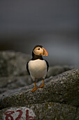 The National Audubon Society started Project Puffin in 1973 in an effort to learn how to restore puffins to historic nesting islands in the Gulf of Maine. Today the project is a success with more than 100 nesting birds each year.