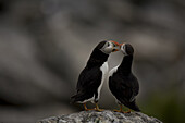 The National Audubon Society started Project Puffin in 1973 in an effort to learn how to restore puffins to historic nesting islands in the Gulf of Maine. Today the project is a success with more than 100 nesting birds each year.