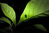 Amazon Rainforest, Puerto Maldanado, Peru.  A very large Spider sits on a leaf during the night in amazon rainforest.