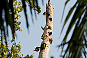 Amazon Rainforest, Puerto Maldanado, Peru.  White Breasted Parrots eat the dead wood of a palm tree for nutrients that there main diet lacks.