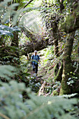 A Caucasian woman in her 40's hikes amidst fallen tamarind trees and ferns on the luxuriant  Piton Plaine des Fougeres  rainforest hike in Reunion Island. The hike borders the crest of the Salazie Cirque, one of Reunion's three cirques. On August 1, 2010 