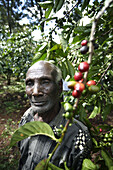 Coffee farmer with red beans sitting on a coffee tree.