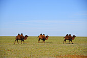 Bactrian camels in the Gobi Desert, Mongolia.
