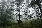 A clearing storm produces eerie morning fog at a horse camp at Lake Kucherla in Mt. Belukha Nature Park, Siberia.