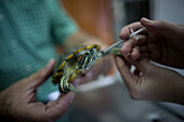 A veterinarian gives medicine to a turtle at a Pet Hospital in Condesa, Mexico City, Mexico, February 23, 2011.