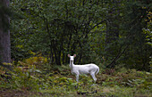 'A rare herd of Albino Whitetail deer roam the woods in Boulder Junction, Wis. Local residents call them ''ghost of the woods,'' and they are protected by the Department of Natural Resources in Wisconsin.'
