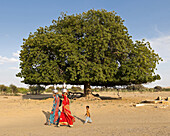 A tree on Thar Desert, India.